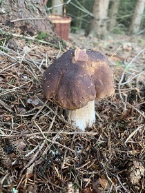 Wellness chalupa a bazn - hrad Lipnice nad Szavou