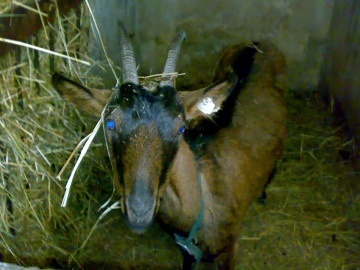 Penzion s baz�nem - Singltrek - CHKO Jizersk� hory