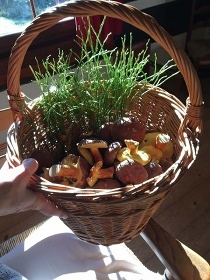 Chalupa u lesa - Krkonoše - Malé Labe - Strážné