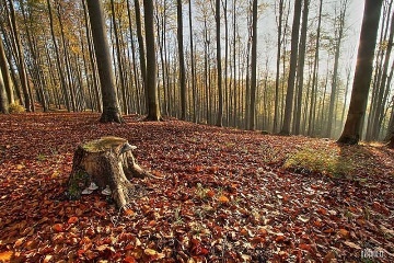 Rodinn chalupa - Rov Vrch - esk vcarsko