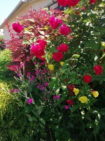 D�m u jezera - Thermalpark Dunajsk� Streda