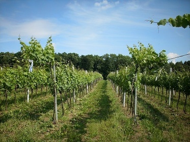 Vinařské domky - Plže - Strážnice - Petrov