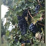 Vinask dm Sedlec - penzion - vinastv