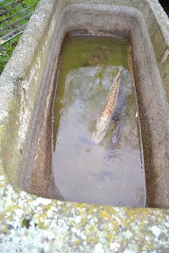 Jiho�esk� chalupa a uzav�en� dv�r - Slavonice