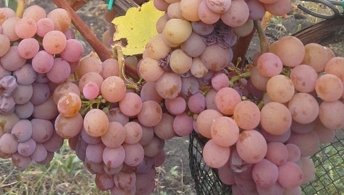 Chalupa baz�n a vinn� sklep - Nov� Ml�ny - P�lava