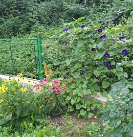 Chata u �eky S�zava - hrad �esk� �ternberk