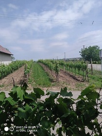 Chata a vinn sklep - Velk Blovice - Plava