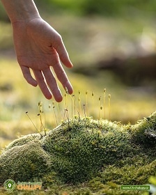 Glamping Dva rybnky - hideandseek - umava