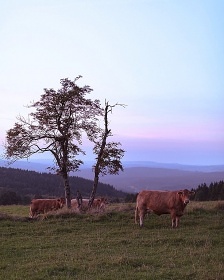 Glamping Malý Háj - hideandseek - Krušné hory
