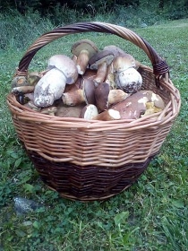 Wellness srub s bazénem - Jeseníky - Holčovice