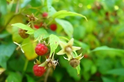 Rodinn� chalupa - Je�t�dsk� h�bet - And�lsk� Hora