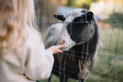 Glamping ubytovn se zvtky - Jizersk hory