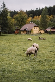 Glamping ubytovn se zvtky - Jizersk hory