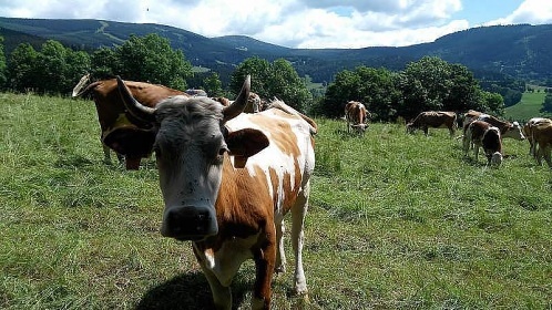 Horská chalupa Rokytnice nad Jizerou - Krkonoše