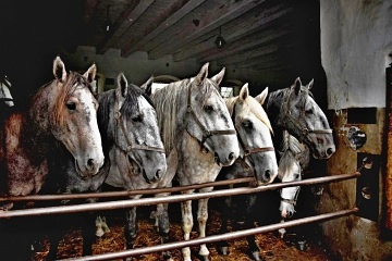 Wellness chata - Kladrubsk Polab - Labtn