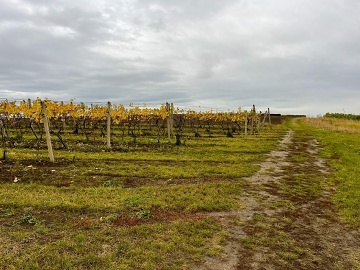 Glamping uprost�ed moravsk�ch vinic - ji�n� Morava