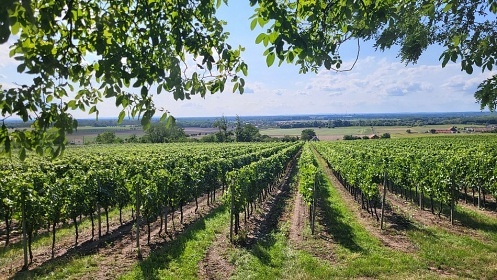 Chata Vinask rj - apartmny jin Morava