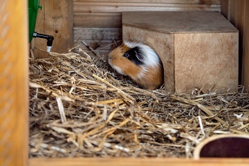 Rodinn� chalupa s baz�nem - �esk� r�j - Ji��nsko