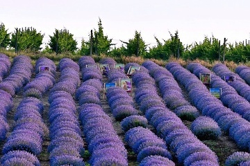 Apartmny Plava - Nov Mlny - Levandulov farma