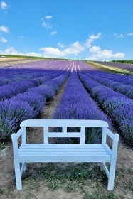 Apartmny Plava - Nov Mlny - Levandulov farma