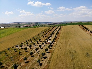 Glamping u vinné révy - stan Dubňany - Kyjov