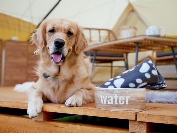 Glamping u vinné révy - stan Dubňany - Kyjov