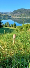 Tiny house - Lake Forest Dedinky - Slovenský ráj