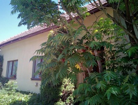 Apartmán Vítějeves - Dům U cukrářky