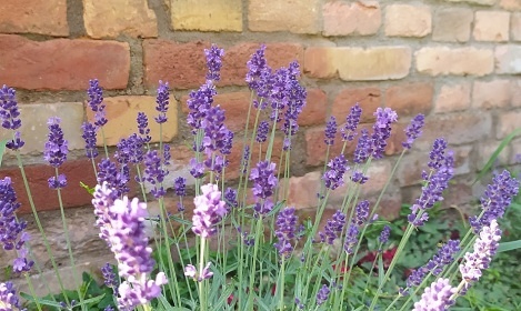 Chalupa a vinn sklep - u pehrady Nov Mlny