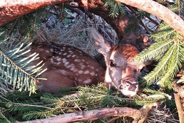 Chalupa rsk vrchy - Roeneck Paseky