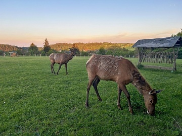 Glamping u přehrady Slezská Harta - Bohdanovice