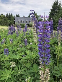 Rouben chalupa - Detn v Orlickch horch