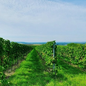 Chata a vinn� sklep - aquapark Hustope�e - P�lava