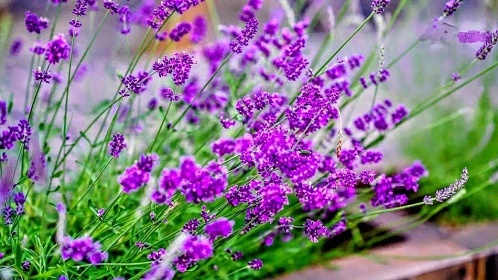 Chalupa bio bazn a wellness - Brdy - Blatn