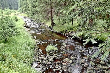 Chalupa u lesa - Slavkovsk les - Krun hory