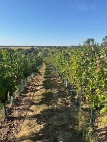 Chata u vinohradu - Dub�any - Slov�cko