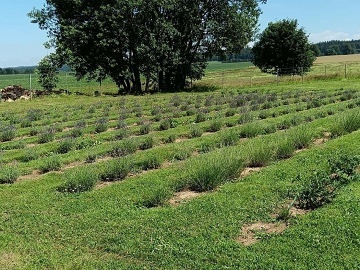 Wellness chalupa s v��ivkou a vyh��van�m sudem