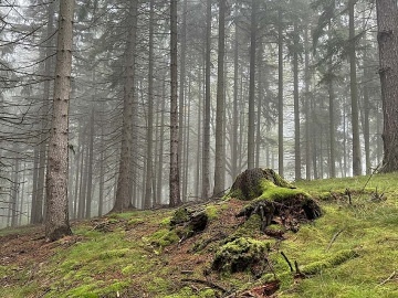 Kanadsk� srub wellness a baz�n - Jizersk� hory