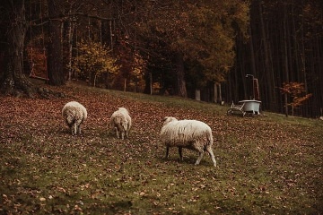 Chalupa se saunou - Karlova Stud�nka - Prad�d