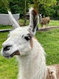 Glamping s v��ivkou a zv���tky - CHKO Slavkovsk� les