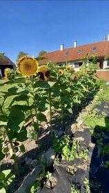 Chalupa s baz�nem - Kutn� Hora - Pos�zav�