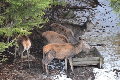 Apartmn pro dva - panorama umavy - Zelen hora