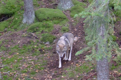 Apartmn pro dva - panorama umavy - Zelen hora