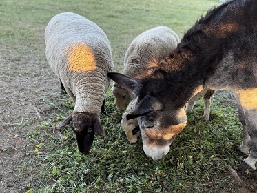 Chalupa s baz�nem a v��ivkou - Toulovcovy Ma�tale