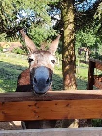 Chalupa s baz�nem a v��ivkou - Toulovcovy Ma�tale