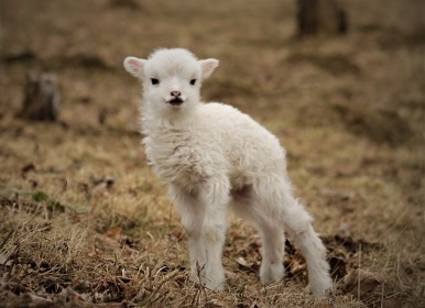 Roubenka Vyso�ina - hrad Svojanov - K�et�nka